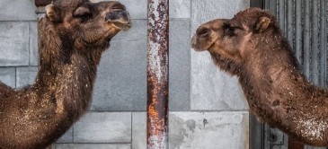 Do Narcissists Recognise Other Narcissists?