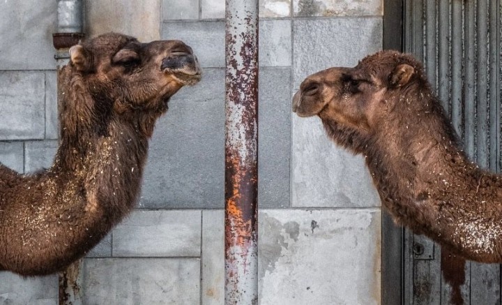 Erkennen Narzissten andere Narzissten?